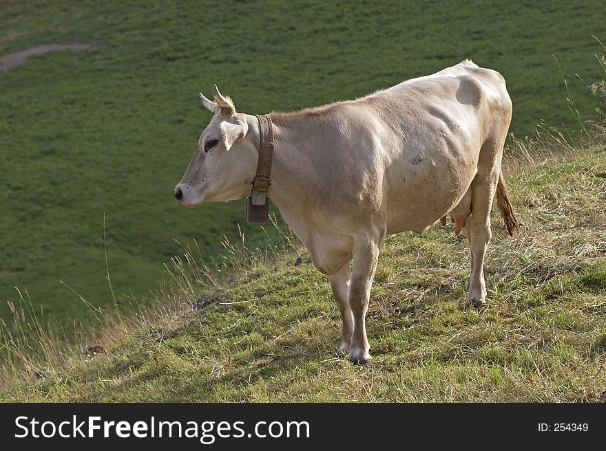 Cow in Val di Scalve, Alps mountains, Italy