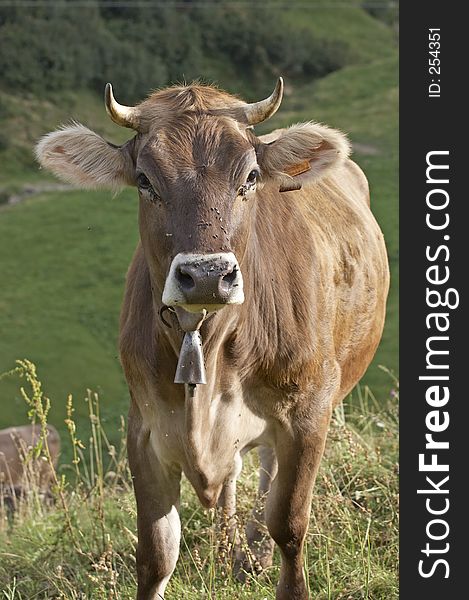 Cow in Val di Scalve, Alps mountains, Italy