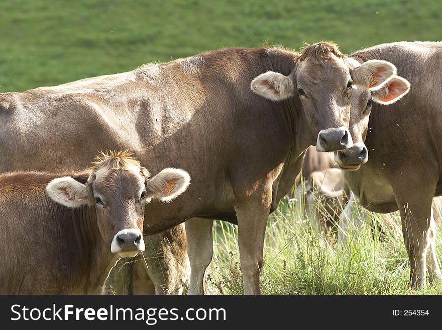 Three cows in Val di Scalve, Alps mountains, Italy