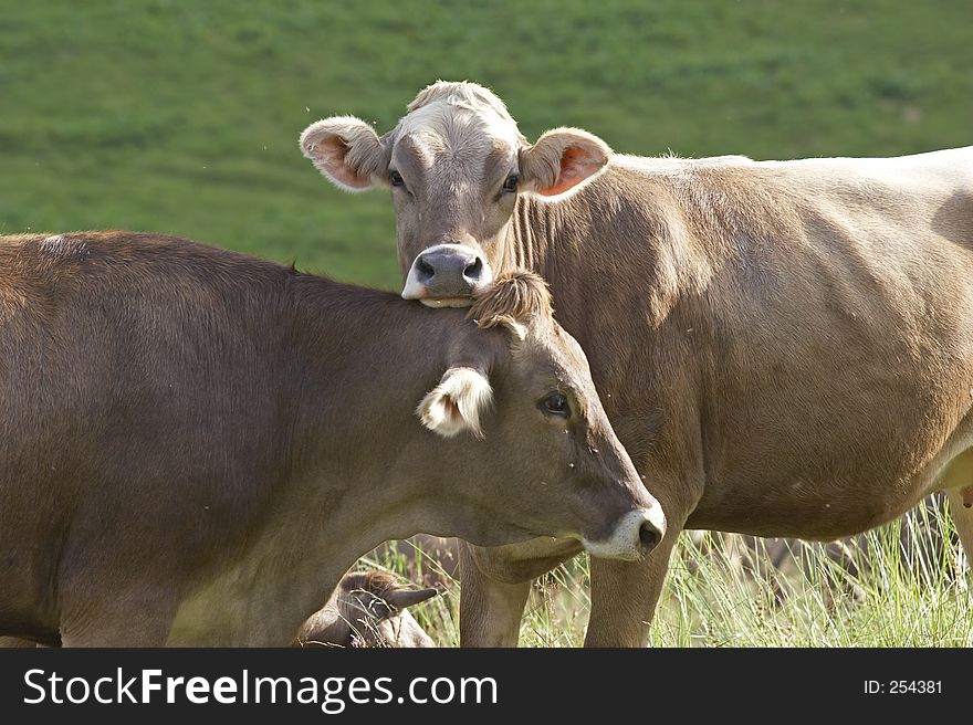 Two cows in Val di Scalve, Alps mountains, Italy