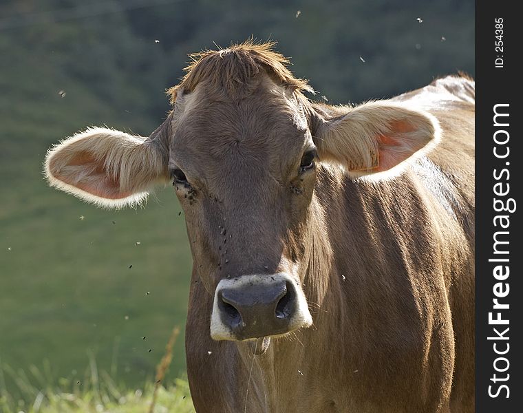 Cow in Val di Scalve, Alps mountains, Italy