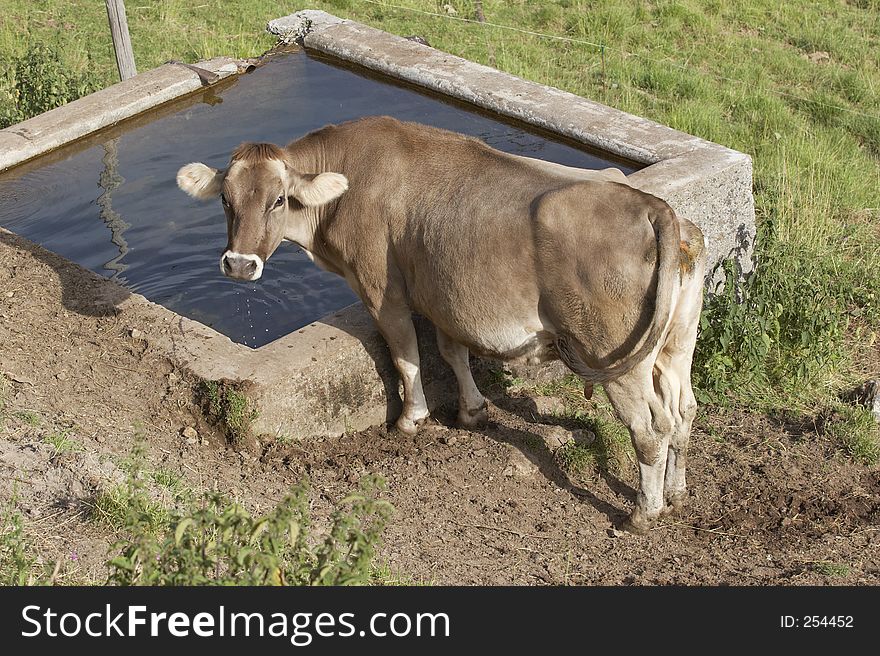 Cow drinking from a fountain, Val di Scalve, Alps mountains, Italy