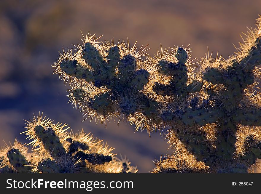 Creosote cactus