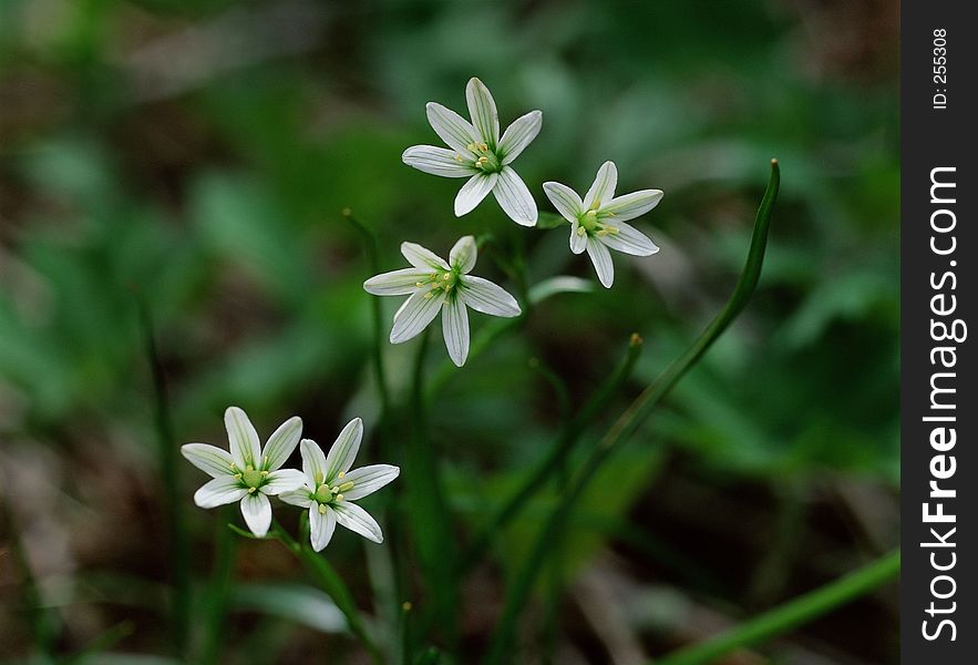 Wild Flowers Image