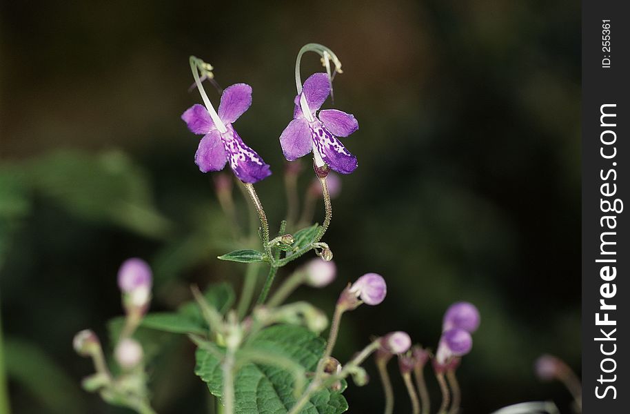 Wild Flowers Image