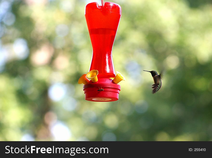 Wasp and hummer at the feeder. Wasp and hummer at the feeder