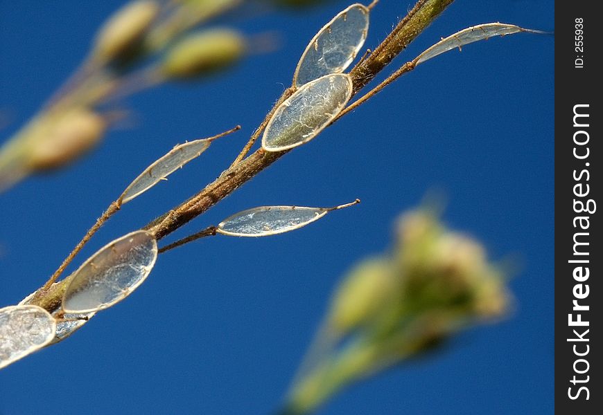 Overeagered Grass without seeds. Deep Blue Background.