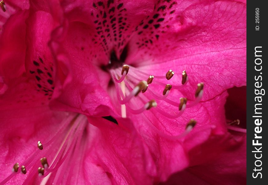 This is a Rhododendron.