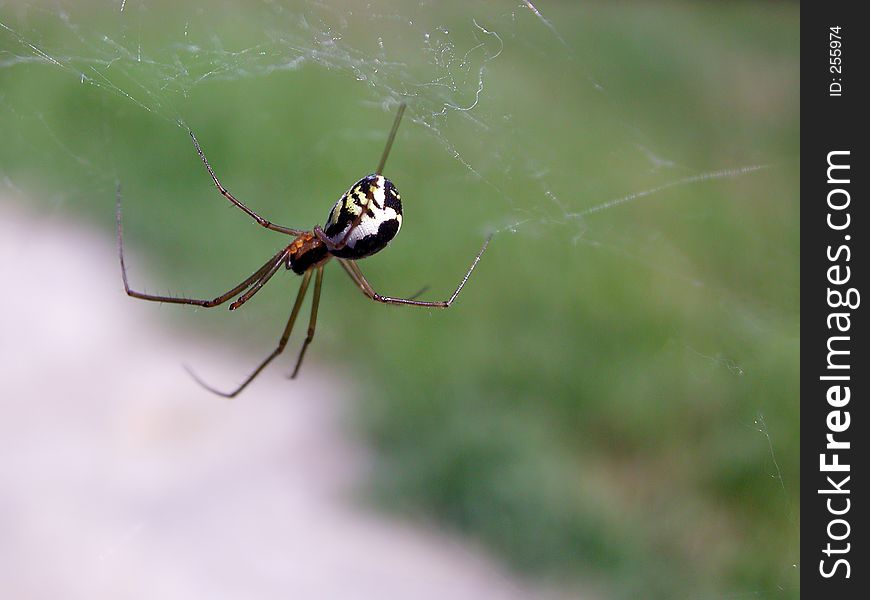 Spider on cobweb
