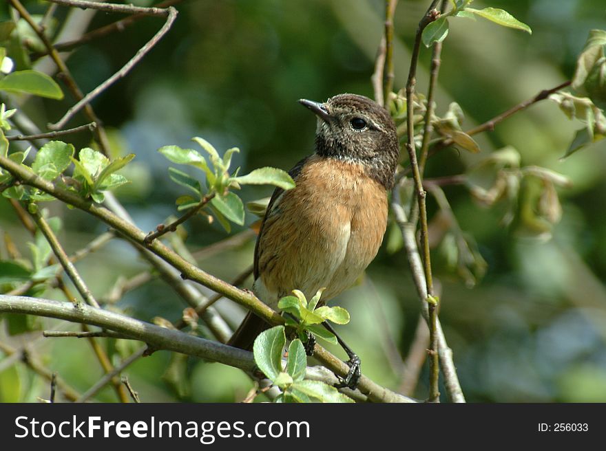 Little bird in the branches