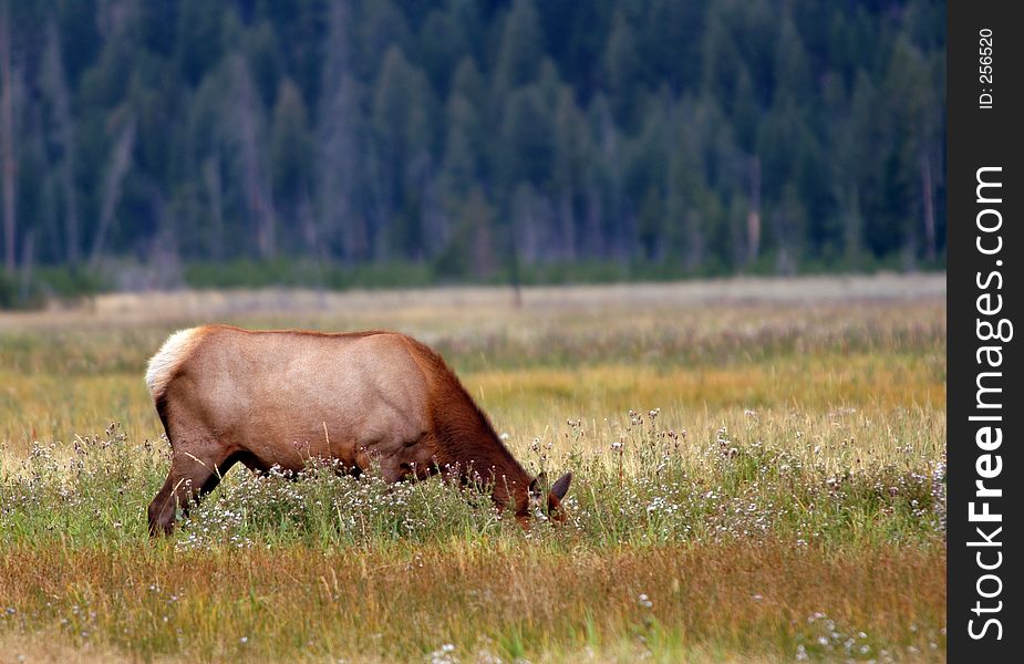 Female elk grazing amongst flowers of Yellowstone National Park, Wyoming