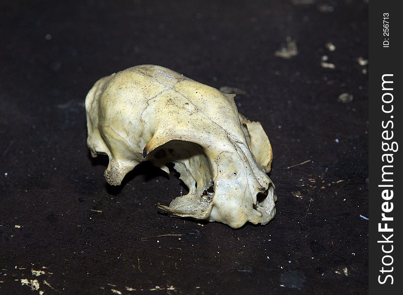 Rodent Skull in the Dirt