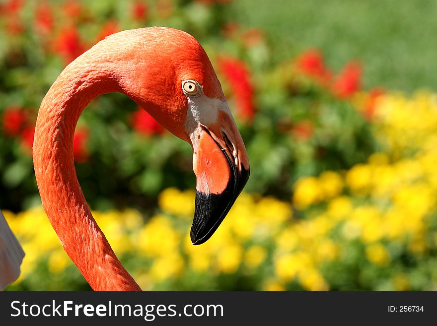 Pink Flamingo Closeup