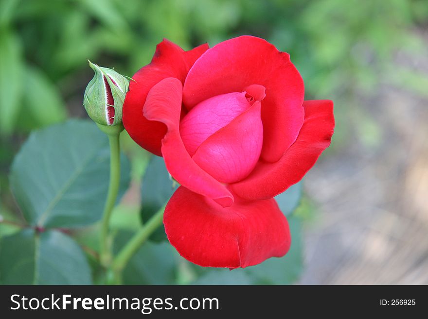 Red rose. Red rose
