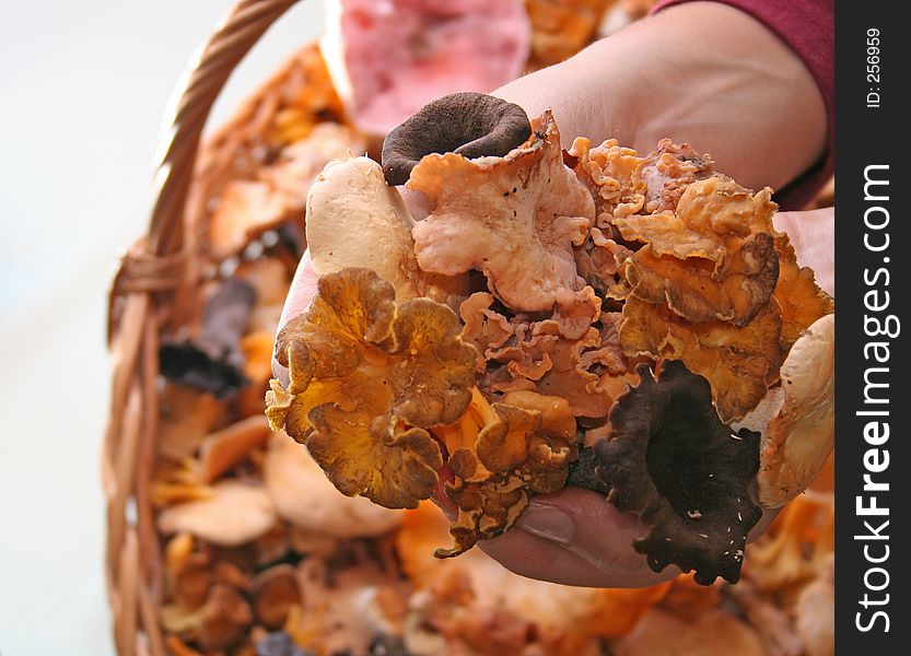 Hands full of mushrooms. Hands full of mushrooms.