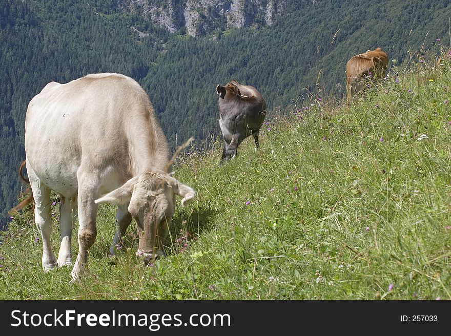 Three cows in a pasture, Alps Mountains, Italy
