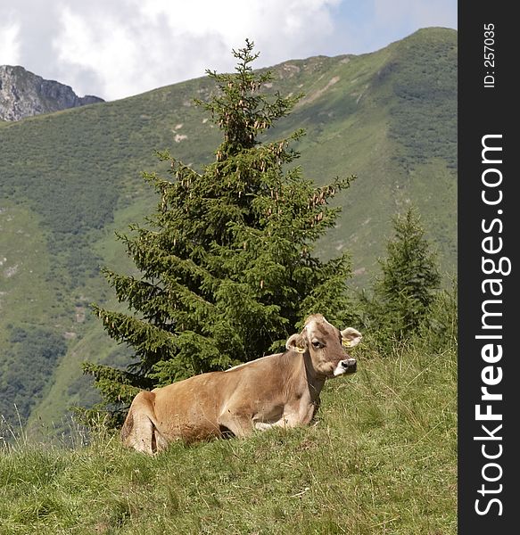 Cow sitting in a pasture, Alps mountains, Italy