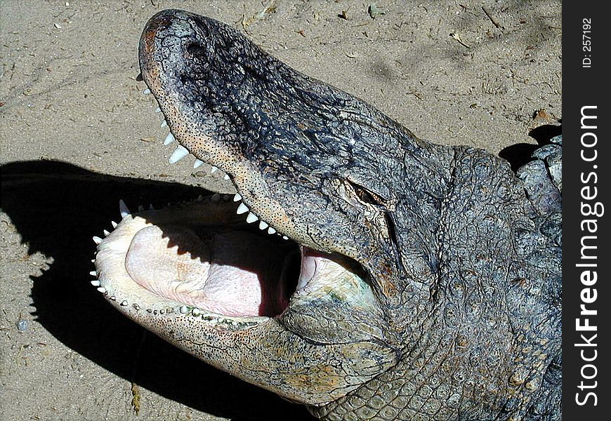 Crocodile of open mouth