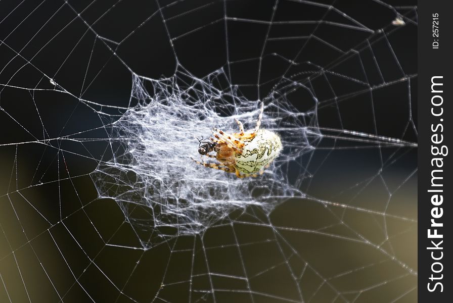 Spider eating a fly in his net