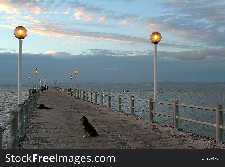 Dogs in pier