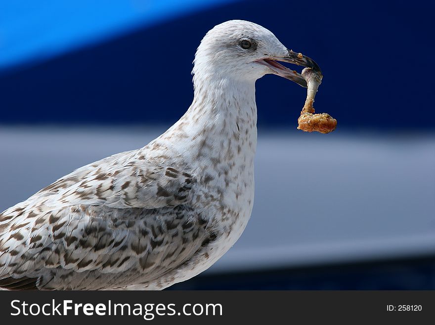 Seagull with a chicken leg in its mouth. Seagull with a chicken leg in its mouth.