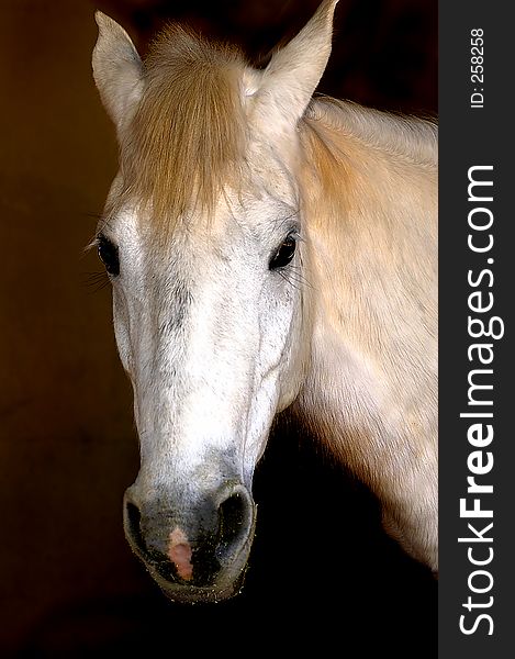 Beautiful white horse