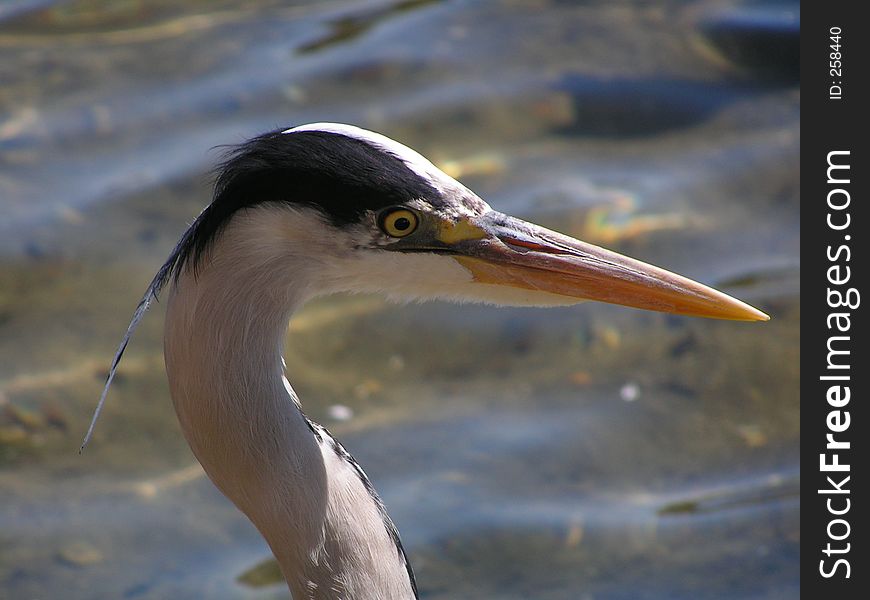 A closeup of a heron head. A closeup of a heron head