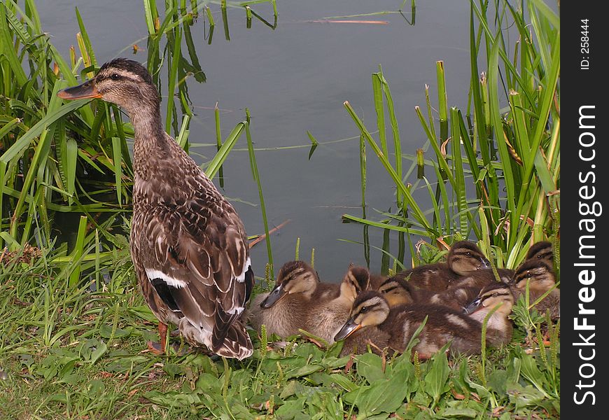 A photo of a mother duck watching over her youngsters. A photo of a mother duck watching over her youngsters
