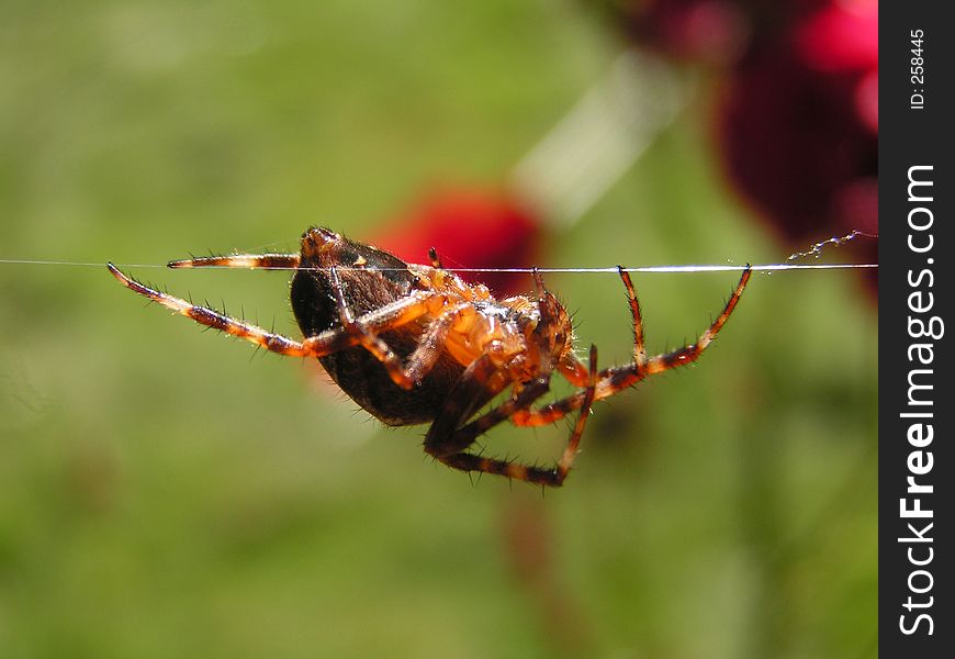 A spider hanging upside down in his web. A spider hanging upside down in his web