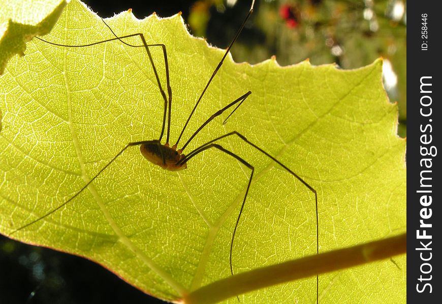 A macro of a spider on a green leaf. A macro of a spider on a green leaf