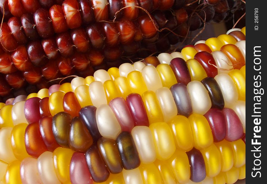 Macro of Indian corn