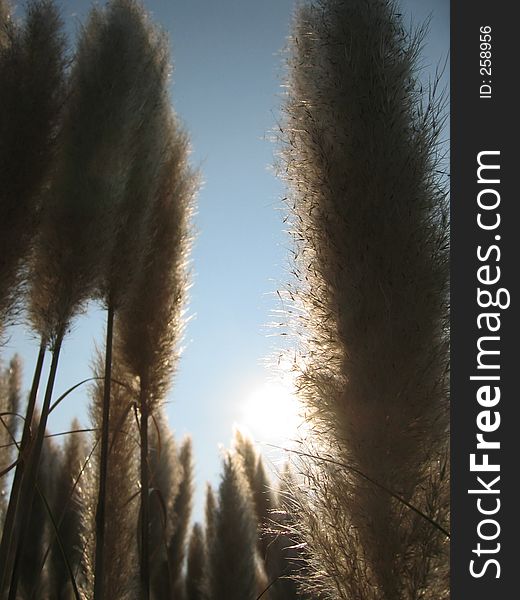 Pampas Grass in the Sun