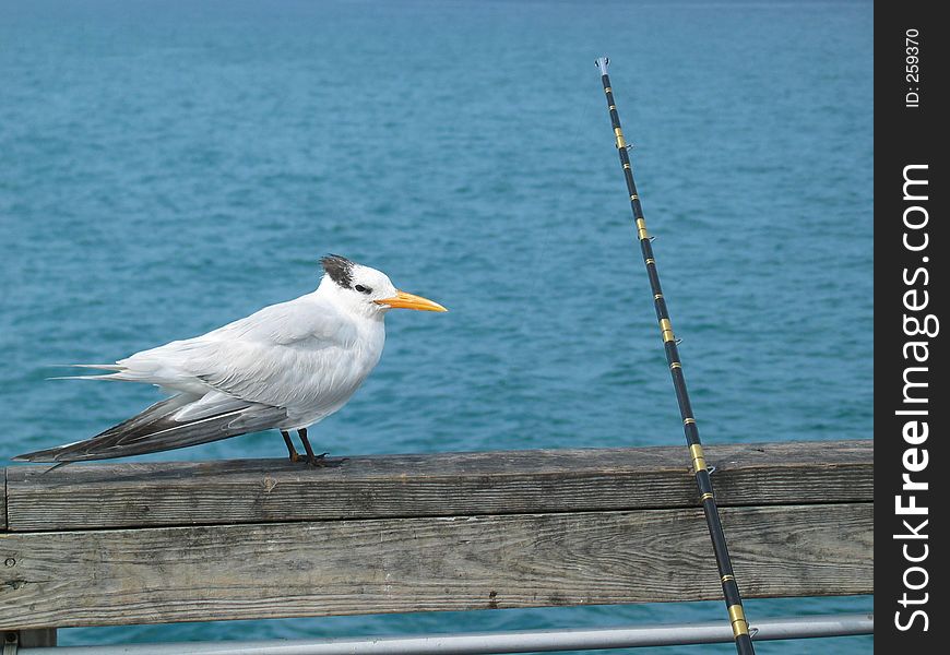 A bird sitting on the railing of a pier, looking longingly at a fishing rod. A bird sitting on the railing of a pier, looking longingly at a fishing rod.