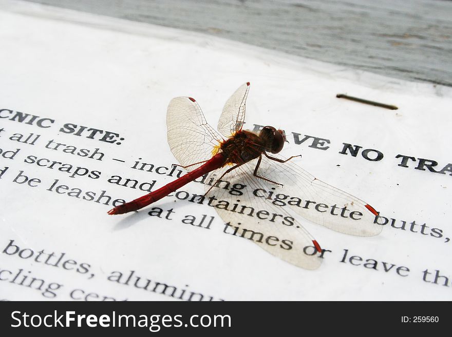 A close up of a dragonfly hanging out on a picnic table.