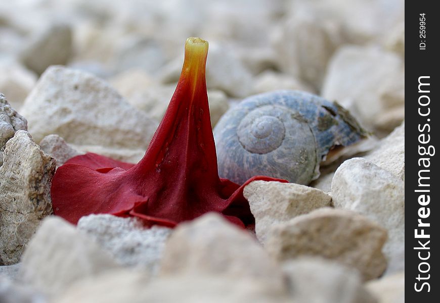 Discarded flower head with a snail shell on garden stones. Discarded flower head with a snail shell on garden stones.
