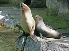 Sea-lion 1 Stock Image