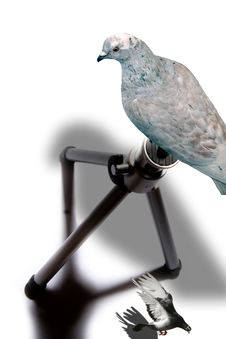 Two Pigeons And A Tripod Royalty Free Stock Photos Two Pigeons And A Tripod Royalty Free Stock Photos