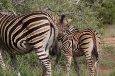 Plains Zebra And Foal Stock Photos Plains Zebra And Foal Stock Photos