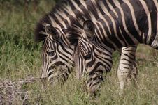 Plains Zebras Stock Image Plains Zebras Stock Image