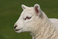 Profile Of A Lamb Stock Image Profile Of A Lamb Stock Image