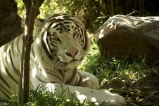 White Tiger Stock Photography