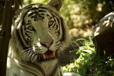 White Tiger Face Stock Photo