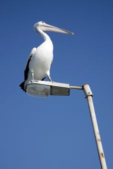 Pelican On Patrol Royalty Free Stock Photos