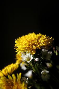 Dandelion Royalty Free Stock Photography Dandelion Royalty Free Stock Photography