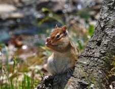Siberian Chipmunk Stock Photos Siberian Chipmunk Stock Photos