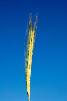 Ear Wheat Stock Image