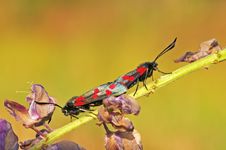 Six-spot Burnets Royalty Free Stock Photos