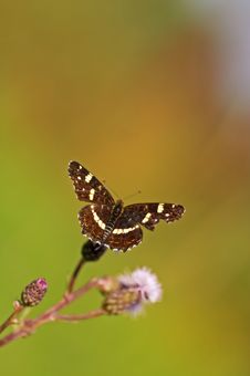 Butterfly Stock Photo Butterfly Stock Photo