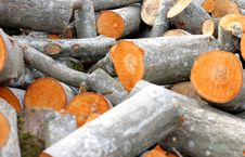 Timber Pile Royalty Free Stock Photos Timber Pile Royalty Free Stock Photos
