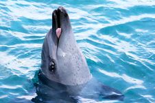 Dolphin Showing Tongue Stock Image Dolphin Showing Tongue Stock Image